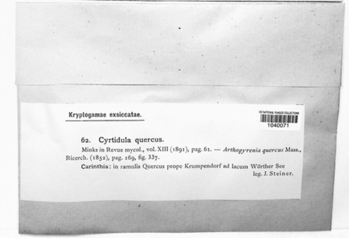 Cyrtidula quercus image
